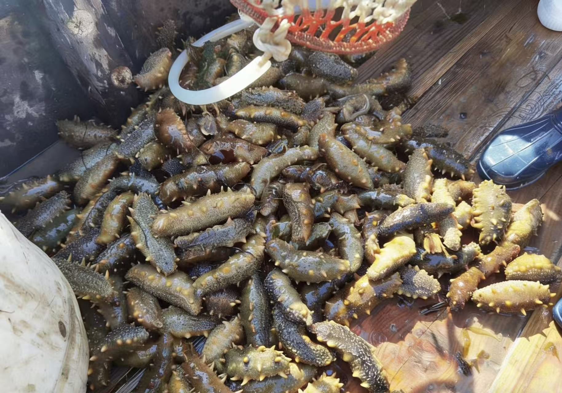 捕捞海参3.jpg