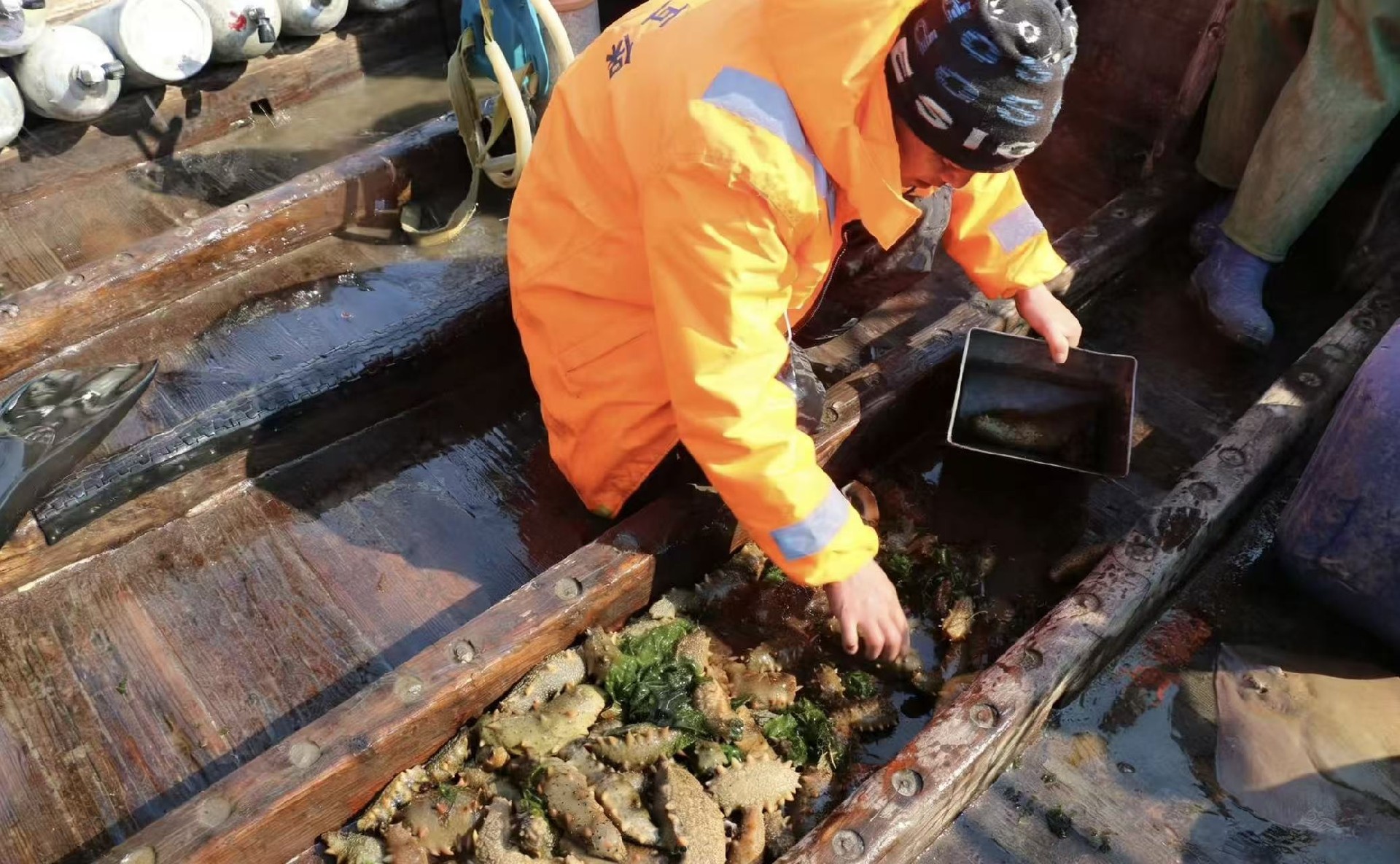 捕捞海参1.jpg